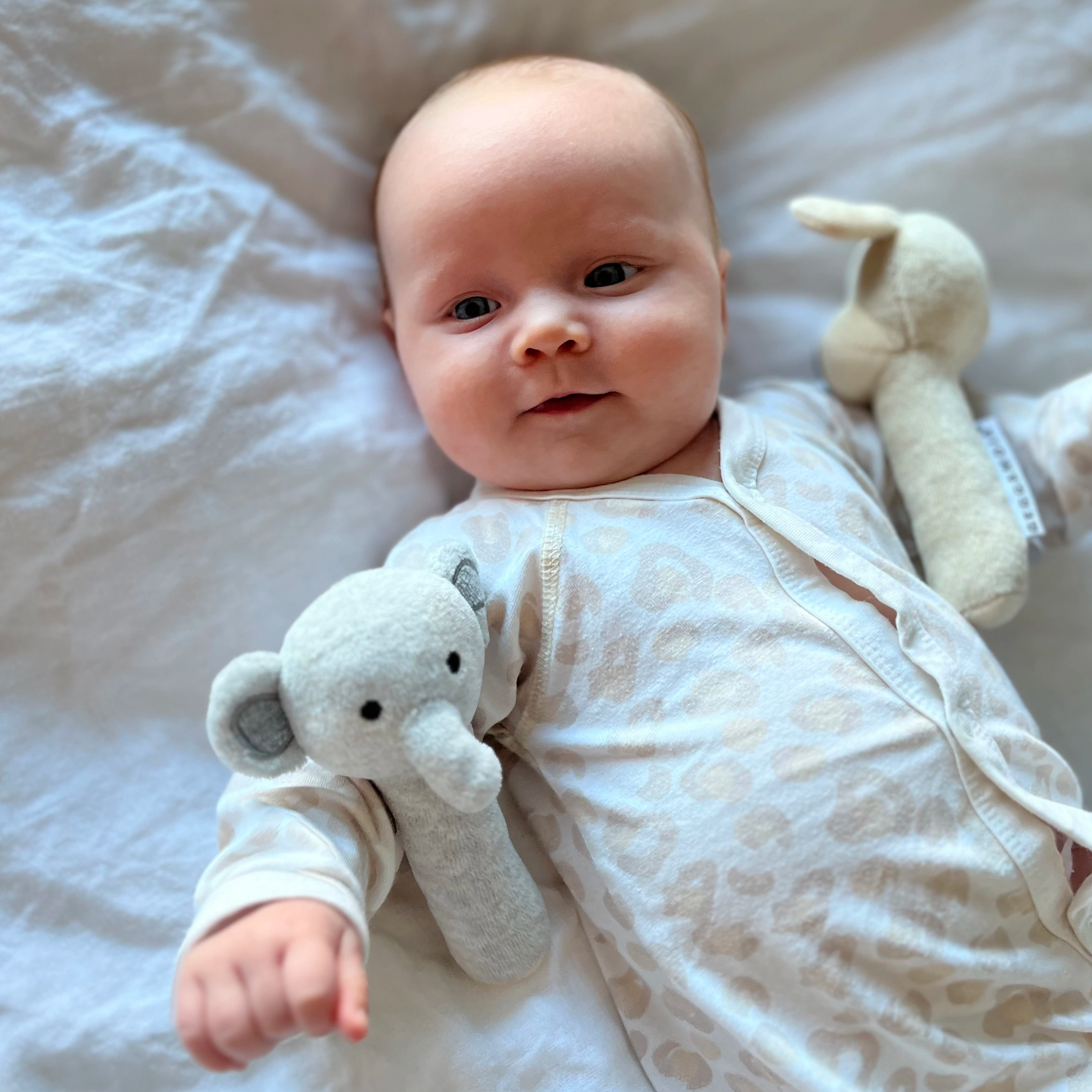 Skallra Grå Elefant